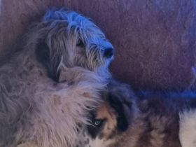 Geduldiges Herz für Anuk gesucht