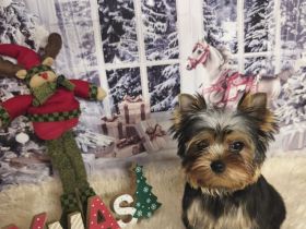 Yorkshire Terrier Hündin