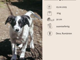 LARA und LIMA - Wirbelwinde suchen Familie