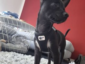 Chihuahua Mädchen - 6 Monate - Schwarz/ Kurzhaar - Lange Beine - Aktiv und neugierig