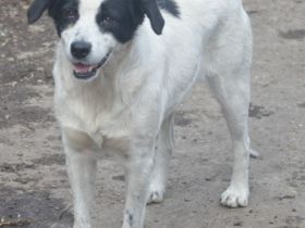 LAYKA - freundliche Hündin sucht ein Zuhause