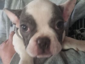 Französiche bulldogen  welpen