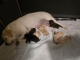 Labradorwelpen gelandet 24.11.25