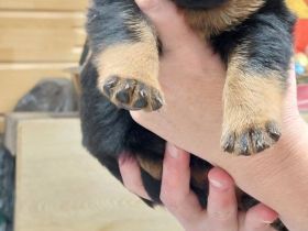 Rottweiler Welpe