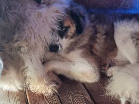 Scheuer Artur sucht geduldige Familie