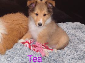 Sheltie Welpen mit Stammbaum suchen ein neues Zuhause