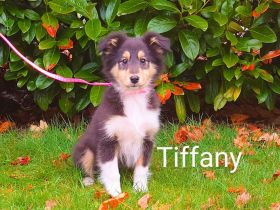 Sheltie Welpen mit Stammbaum suchen ein neues Zuhause