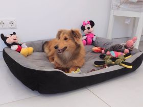 Sheltie Welpe (Rüde) mit Stammbaum sucht ein neues Zuhause