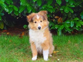 Sheltie Welpe (Hündin) sucht ein neues Zuhause