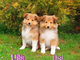 Sheltie Welpen suchen ein neues Zuhause