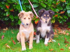 Sheltie Welpen mit Stammbaum suchen ein neues Zuhause
