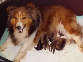 Sheltie Welpen suchen ein neues Zuhause