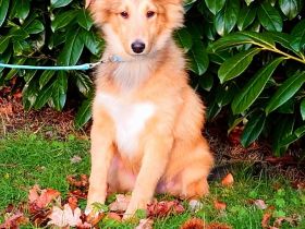 Sheltie Welpe (Rüde) mit Stammbaum sucht ein neues Zuhause