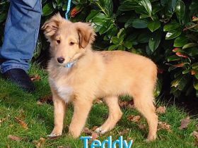 Sheltie Welpe mit Stammbaum sucht ein neues Zuhause