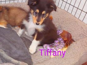 Sheltie Welpen mit Stammbaum suchen ein neues Zuhause