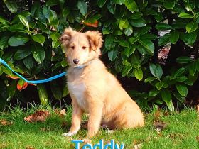 Sheltie Welpe mit Stammbaum sucht ein neues Zuhause