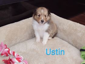 Sheltie Welpen suchen ein neues Zuhause