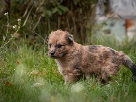 Altdeutsche Hütehund Welpen reinrassig