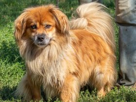 Pukkancs, kleiner Pekinesen Mix sucht ein liebes Zuhause