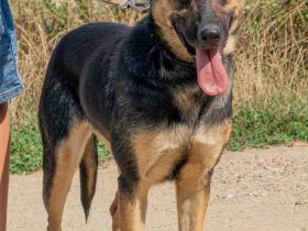 Dia, schöne Schäferhund-Mischlingshündin sucht eine neue Familie