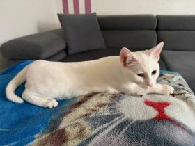 Geschwisterpaar sucht dringend ein Liebevolles Zuhause