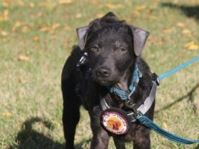 Paco sucht seine Familie