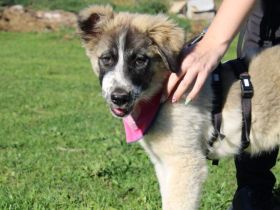 Zuhause gesucht für Zumi