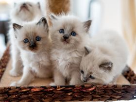 😻 Reinrassige Heilige Birma Kitten - ab Mitte Dezember abzugeben! 😻