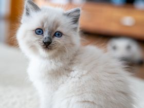 😻 Reinrassige Heilige Birma Kitten - ab Mitte Dezember abzugeben! 😻