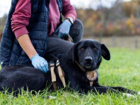 Sicherheit und Orientierung für Keesha