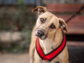 Wer öffnet sein Herz für Blondie ?