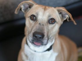 Wer öffnet sein Herz für Blondie ?