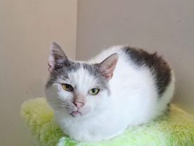 Wo darf Eddie seinen Lebensabend genießen?