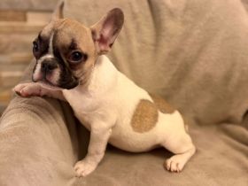 Französische Bulldoggen Welpen suchen ein wunderschönes Zuhause