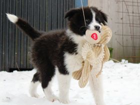 ::Daico:: (Jakutischer Laika, Yakutskaya Laika)