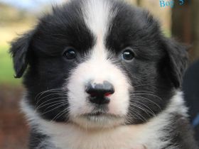 Yakutian Husky Welpen (Jakutischer Laika, Yakutskaya Laika)