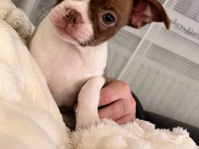 Boston Terrier Welpen abgabebereit