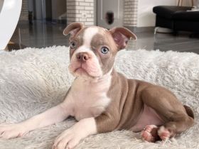 Boston Terrier Welpen abgabebereit