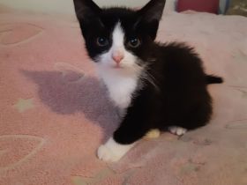 Kleiner Kater babu sucht ein liebevolles Zuhause ab sofort