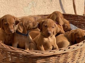 3 Reinrassige Magyar Vizsla Welpen (2 Rüden 1 Hündin) aus Familienzucht, Abgabe ab Mitte 12-25