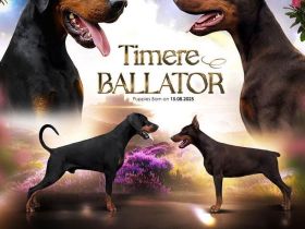 Щенки Добермана