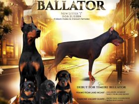 Щенки Добермана