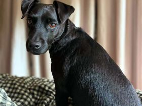 Otti in 50968 Köln sucht ihr Für-immer-Zuhause