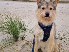 Charly in 14480 Potsdam sucht sein Für-immer-Zuhause