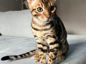 🐾 Wunderschöner Bengal-Kater – aktiv, intelligent & verschmust 🐾