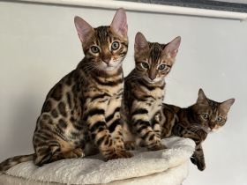 Süßer, verschmuster Kater sucht liebevolles Zuhause