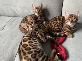 Bezaubernde Bengal-Kätzchen