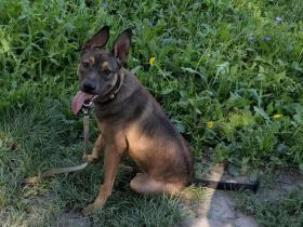 Max, ein Energiebündel auf vier Pfoten sucht aktive Menschen