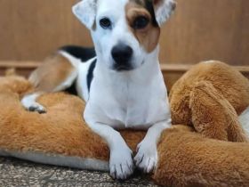 Vigyori, kleiner Schelm mit kleinem Handycap überall dabei