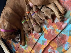 Labradorwelpen in der Farbe foxred
